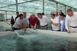 Vali Akbıyık, Milas’ta Su Ürünleri Tesislerini ve Topraksız Tarım Bölgesini İnceledi