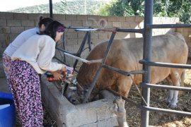 Boğa güreşlerinin aranan isimleri oldular