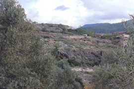 Nejla Işık’tan Çağrı: “Milas Ayağa Kalk, Akbelen’e Sahip Çık”