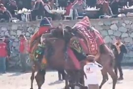 Pehlivan Develer Arenada Kozlarını Paylaştı
