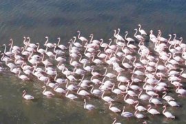 Tuzla Sulak Alanı’nda kuşların görsel şöleni başladı