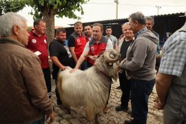 Kurban Bayramı Öncesi Hayvan Pazarı Denetimi