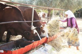 Örgütlü süt üreticisi “tescil ödemesi” kamburundan kurtarılmalı!