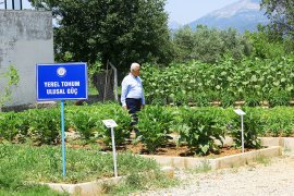 Yerel Tohumlar Muğla’dan üretim Türkiye’den
