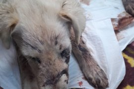 Vahşet… Keyif olsun diye yapmış…