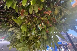 Milas’ın Caddelerindeki Siyah Görüntünün Nedeni Hasta Ağaçlar