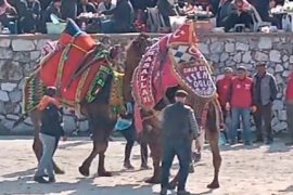 Pehlivan Develer Arenada Kozlarını Paylaştı