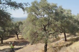 YK Enerji Zeytinliklerde Sayıma Başladı