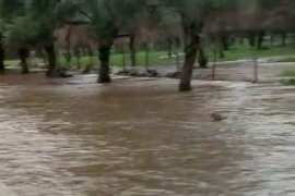 Ormanlar yandı, Çökertme’yi yine sel vurdu..