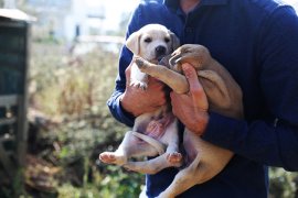 YAVRU KÖPEKLER KORUMAYA ALINDI