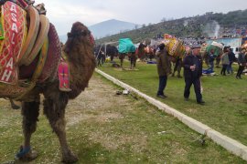 Develer Milas Belediyespor yararına güreşti