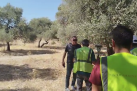 YK Enerji Zeytinliklerde Sayıma Başladı