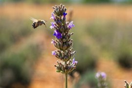 Milas Belediyesi Lavanta Hasadı Gerçekleştirdi