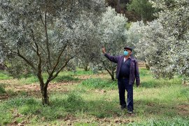 Büyükşehir korona virüs salgınında çiftçinin yanında