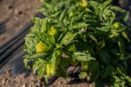 BAŞKAN TOPUZ’DAN YEREL TOHUM MERKEZİ’NDE İNCELEME