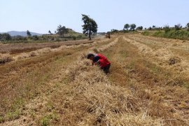 Dane Kaybı ve Anız Yangınlarına Karşı Denetim