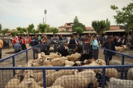Kurban Bayramı Öncesi Hayvan Pazarı Denetimi