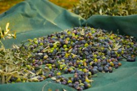 Milas Belediyesi Zeytin Hasadına Başladı