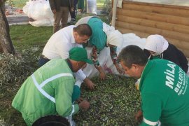 Belediye zeytinlerini kendisi topluyor