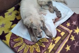 Vahşet… Keyif olsun diye yapmış…