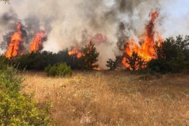 Orman yangınında 250 dönüm alan zarar gördü