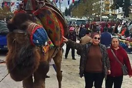 Deve Güreşi Tutkunları Güllük’te Buluştu