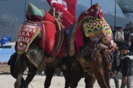 Pehlivan Develer Arenada Kozlarını Paylaştı
