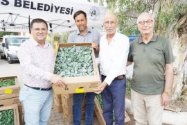 Milas Belediyesi’nden üreticilere fide desteği…