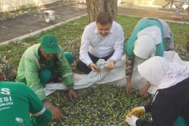 Belediye zeytinlerini kendisi topluyor