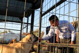 Büyükşehir Geçici Hayvan Bakımevi’nden 3 Bin 779 Can Dosta Yeni Yuva