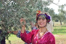 3 bin 200 yıllık zeytin ağacında hasat