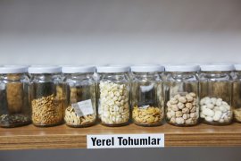 Muğla’nın Yerel Tohumlarını, İnternet Üzerinden Sipariş Verebilirsiniz..