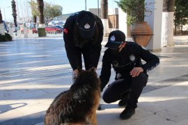 Bodrum Belediyesi’nden canlar için tabela