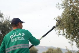 Milas Belediyesi Zeytin Hasadına Başladı