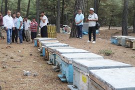 Milaslı arıcılar istedi, şurup yasaklandı