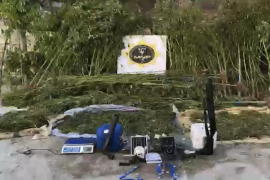 695 Kenevir Bitkisi ve 20 Kilo Esrar Ele Geçti