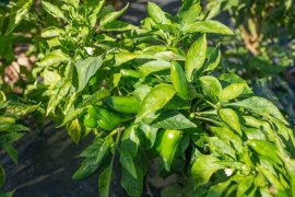 BAŞKAN TOPUZ’DAN YEREL TOHUM MERKEZİ’NDE İNCELEME