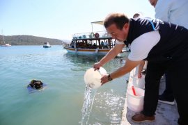 Milas Boğaziçi’nde 160 Bin Yavru Balık Denizle Buluştu