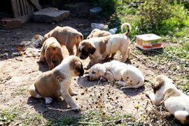 YAVRU KÖPEKLER KORUMAYA ALINDI