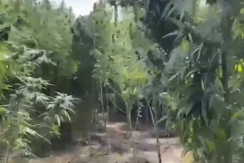 695 Kenevir Bitkisi ve 20 Kilo Esrar Ele Geçti