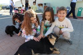 Büyükşehir Geçici Hayvan Bakımevi’nden 3 Bin 779 Can Dosta Yeni Yuva