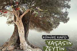 ​​​​​​​Açlık Grevine Rağmen Yasa Geçti: “Zeytinlerimizden Vazgeçmeyeceğiz!”
