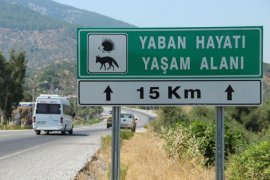 Söke-Milas Yolunda Nadir Bir Tür Daha Hayatını Kaybetti