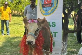 Süslenen Buzağılar Jüriden Not Aldı