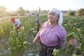 Kırsalda ekonomik kalkınmanın yolu tütünden geçiyor