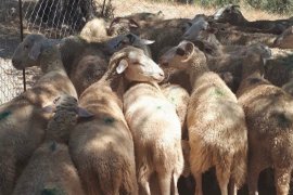 Telef olan koyunlara otopsi işlemi yapıldı