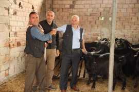 Kurban Bayramı Öncesi Hayvan Pazarı Denetimi