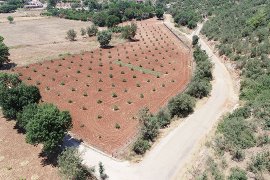 Sakız Fidanı Üretimine Başlandı