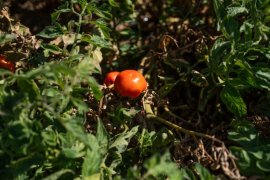 BAŞKAN TOPUZ’DAN YEREL TOHUM MERKEZİ’NDE İNCELEME