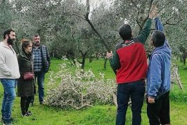 Zeytin Üreticilerine Yönelik Eğitimler Devam Ediyor